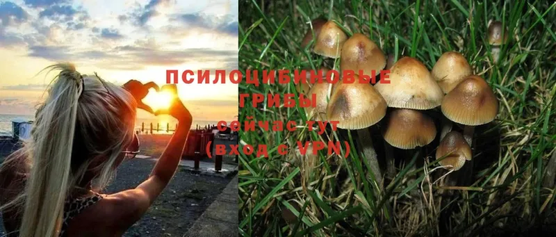 Галлюциногенные грибы Psilocybine cubensis  мориарти клад  Тюкалинск 